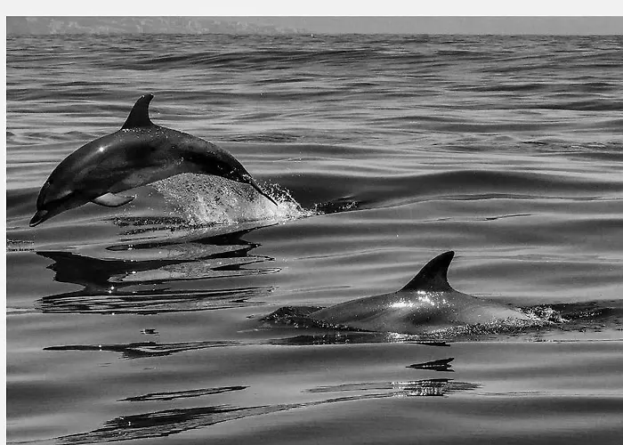 Costamar Lovely - Cristianos - ロスクリスティアーノス